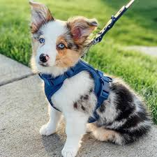 A german shepherd corgi mix may seem a little weird at first especially when you look at the stark difference between the two breeds. Is The Australian Shepherd Corgi Mix A Good Family Dog K9 Web
