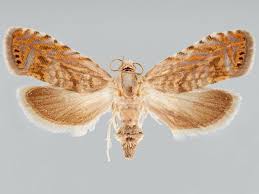 Image result for Manilkara koechlinii