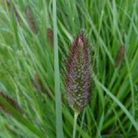 Image result for Cenchrus geniculatus