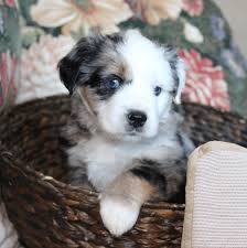 Miniature & toy australian shepherd puppies for sale. Crowfoot Valley Toy Aussies