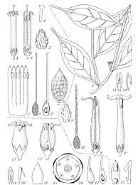 Image result for Leptaulus