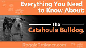 Catahoula Leopard Dog And American Bulldog Mix The