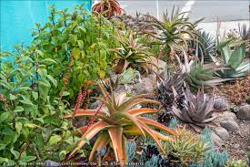 Image result for Aloe bukobana