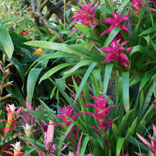 Now that you have a better understanding of tropical flowers, take. Get The Tropical Look New Zealand Handyman Magazine
