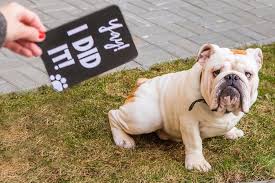 Pet Milestone Cards Talking Funny Pets Photo Prop Pet Supplies Etsy Pet Photo Prop Puppy Gifts Milestone Cards