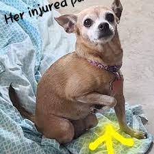 Results updated daily for pet vet clinic Family Pet Clinic Of North Richland Hills 11 Photos 47 Reviews Veterinarians 6724 Mid Cities Blvd North Richland Hills Tx Phone Number