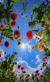 Multiple sizes available for all screen sizes. My Wallpapers Conchettat Beautiful Nature Pictures Flower Background Wallpaper Wallpaper Nature Flowers