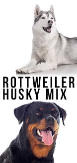 Here is some information about this dog which may prove helpful if you are looking to. Rottweiler Husky Mix Could The Rottsky Be Your New Pup