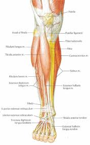 This guide to leg anatomy will give you a better understanding of bone and muscle composition. Pin On The Body Anatomy Help