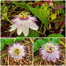 Image result for Thunbergianthus