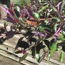 Image result for Vitex trifolia