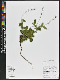 Image result for Desmodium psilocarpum