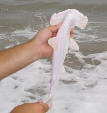 How to draw a cute shark? This Albino Baby Hammerhead Shark 9gag