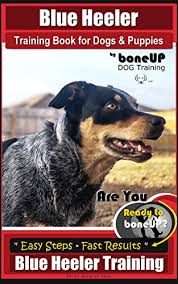 These dogs are brilliant that is why they quickly the commands and blue heeler puppies are among the intelligent dog breeds known ever. Blue Heeler Training Book For Dogs And Puppies By Boneup Dog Training Are You Ready To Boneup Easy Steps Fast Results Blue Heeler Training Kindle Edition By Douglas Kane Karen