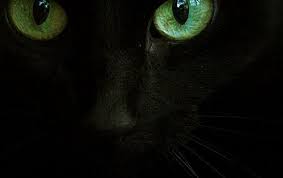 Black Baby Kittens With Green Eyes Celadon Eyes Black Cats Crazy Cats Beautiful Cats Cat Love