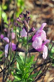 Flowers that bloom year round in alabama. Long Blooming Shrubs Al Com