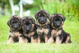 Cheerful, obedient and eager to learn. German Shepherd Puppies For Sale In Scotland Glasgow Edinburgh Petsyoulove