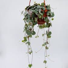 Image result for Ceropegia circinata