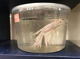 Pet stores are deemed an essential business and therefor we are open our normal hours. Betta Fish Are Suffering By The Millions Take Action Today Peta Headlines