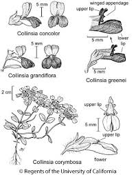 Image result for Limosella grandiflora
