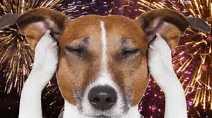 Abaixo-assinado · Proibição da comercialização e uso de fogos de artifícios com ESTAMPIDO em Piracicaba · Change.org