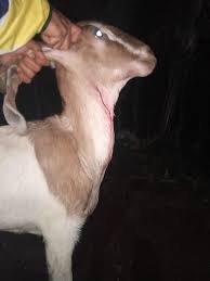 Check spelling or type a new query. Macan Tutul Nyaris Mangsa Ternak Milik Warga Di Ciamis Kabar Priangan Com