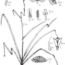 Image result for Polyspatha