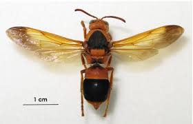 Protein is the main ingredient and is the element that dragonflies, robber flies, hornets, centipedes and spiders prey on wasps. Hornets And Large Wasps Western Australian Museum