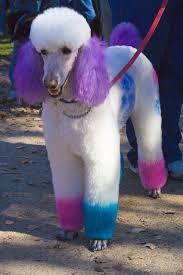 Pink hair dyes are also a pleasant change from the usual parade of blonde 3. Is It Okay To Decorate Your Dog What To Consider As A Responsible Guardian One Green Planet