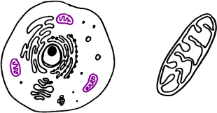 Maybe you would like to learn more about one of these? Download Hd How To Draw Animal Cell 03 Mitochondria Drawing Transparent Png Image Nicepng Com