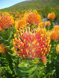 Pin By Artstamper1 On Florals Flower Pictures Trees To Plant Fynbos