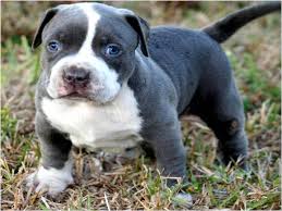 Home trained with parents, local experienced breeder Pit Bull Puppies And Blue Nose American Bully Pitbull Pictures
