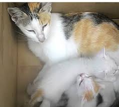 Mimpi daging anjing mimpi makan daging anjing dikatakan tanda bakal menghadapi halangan besar dalam masa terdekat. 11 Mimpi Makna Melihat Anjing Beranak Mengikut Buku Tafsiran Mimpi