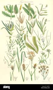 Image result for Cyperus pectinatus