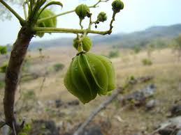 Image result for Kirkia