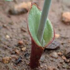 Image result for Eriospermaceae