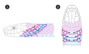 We did not find results for: Draw Snake Skin Google Search Snake Drawing Animal Drawings Snake Art