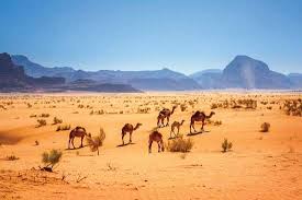 To learn what we do to deliver the best health and lifestyle insights to you, check out our content review principles. Rare Fermented Camel S Milk Fermentation