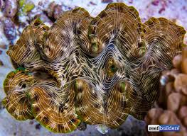 Cleaning it can be tricky, if you don't know how. We Re In Love With The Battle Brush From Battle Corals Reef Builders The Reef And Saltwater Aquarium Blog