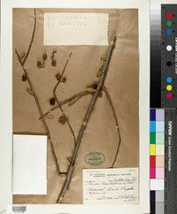 Image result for Boscia matabelensis