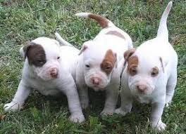 Image result for pitbull pokemon
