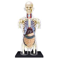 There are many ways to categorize the torso muscles. 4d Human Anatomy Transparent Torso Model Tedco Toys