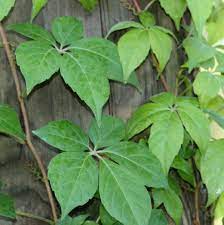 Poison oak, which grows as a shrub, has leaves that are shaped like oak leaves and also grow in poison oak can refer to one of two species of the genus toxicodendron that are native to north america. Poison Ivy Home Garden Information Center
