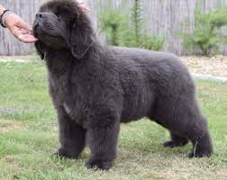 Beautiful akc registered newfoundlands raised on our 40 acre family farm, to be healthy, sturdy,. Newfoundland Dog Adoption Ohio