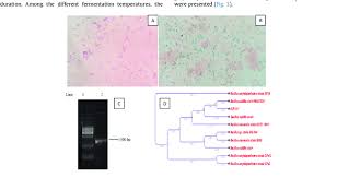 Identification Of Bacterial Isolate A Grams Staining