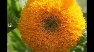 Teddy bear sunflower growth stages. Dwarf Teddy Bear Sunflowers Flower Garden Montage Youtube