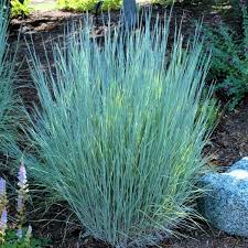 Image result for Schizachyrium jeffreysii