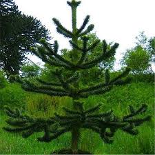 Image result for Arauk rie Araucaria