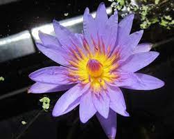 Purple Tropical Water Lilies Birth Month Flowers Birth Flowers Water Lilies