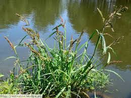 Image result for Echinochloa colona